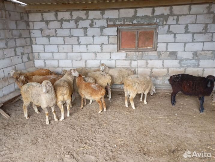 Овцы бараны ягнята