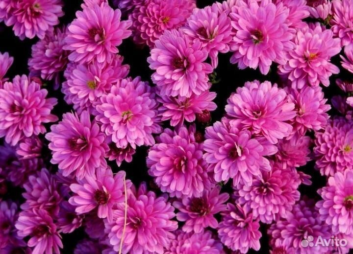 Хризантема пикированная