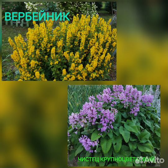 Многолетние цветы для сада