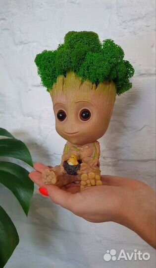 Грут, кашпо со стабилизированным мхом