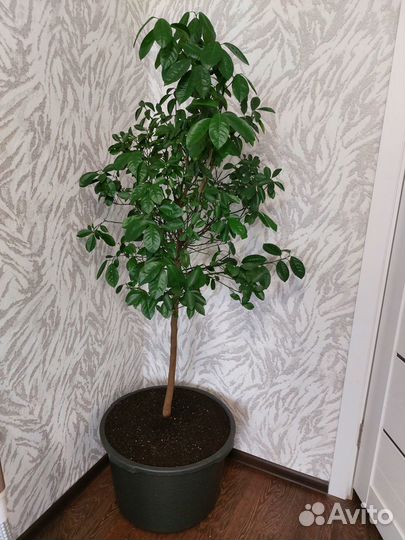 Продам мандариновое дерево