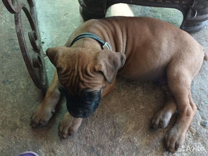 Собаки щенки кане Корсо