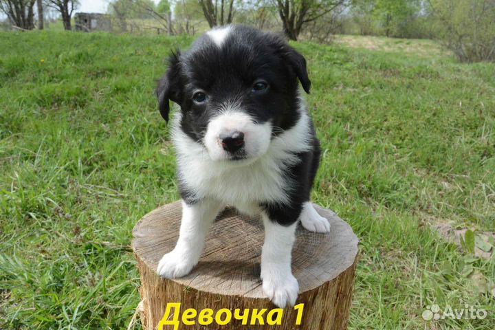Щенки бордер колли