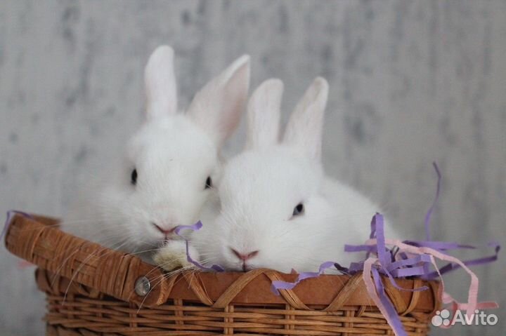 Кролик гермелин мальчик