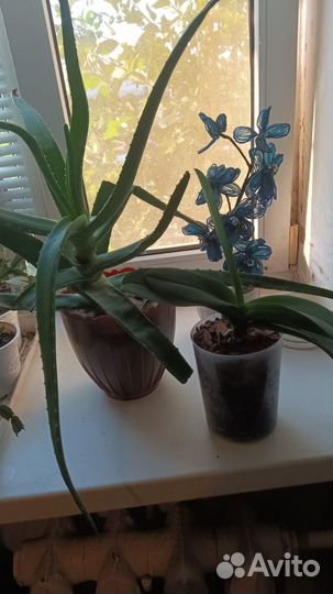 Комнатные цветы