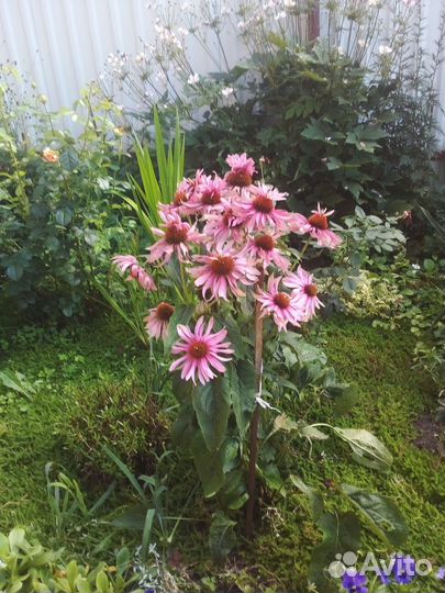 Цветы многолетние