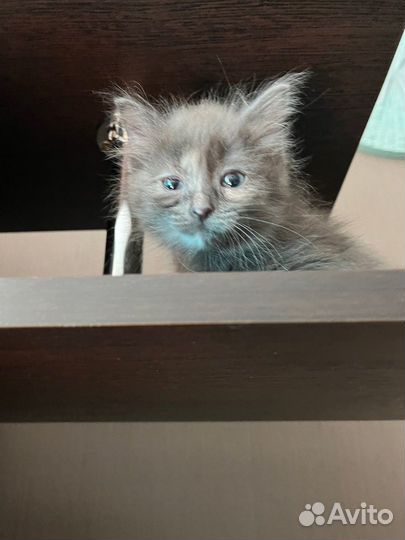 Котёнок девочка 1-1,5 мес в добрые руки