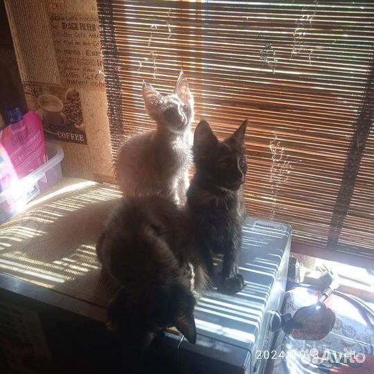 Кунята- Мейкунята