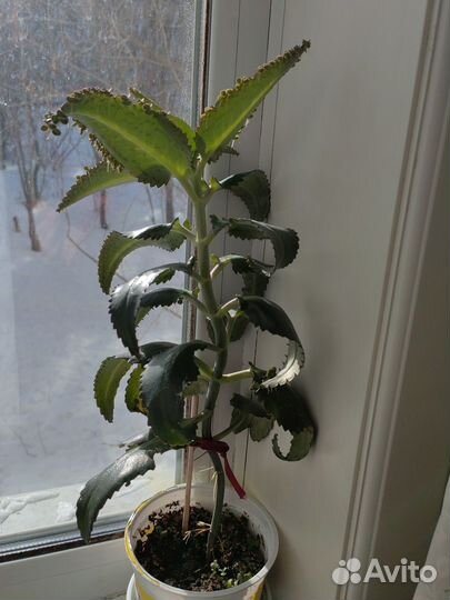 Каланхое лечебное, проверенное