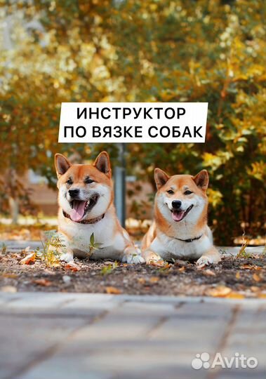 Инструктор по вязке собак