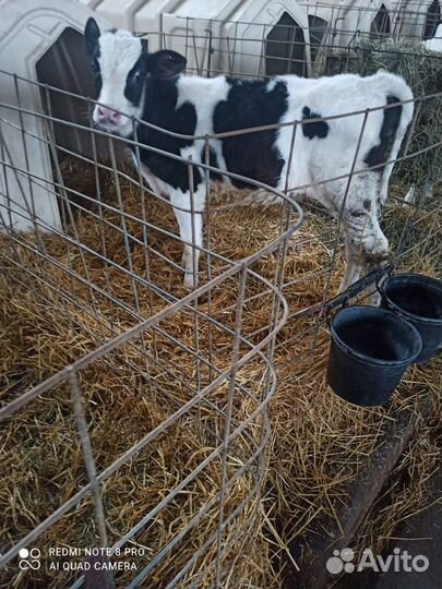 Телята бычки