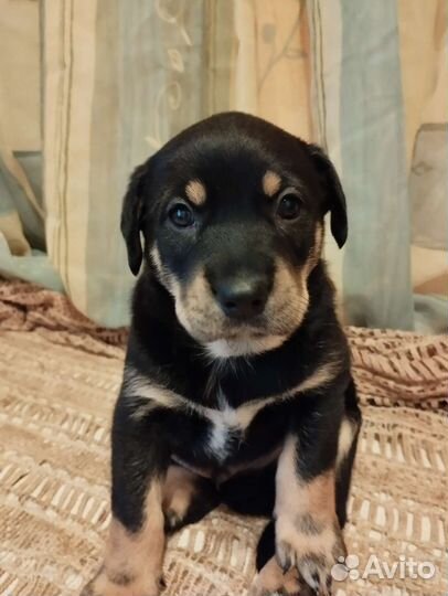 Собака в добрые руки щенок. Метис левретки