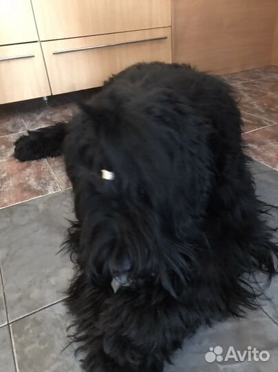 Сабачий пух