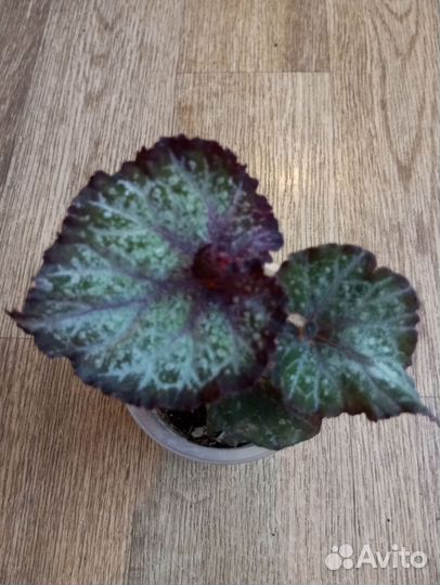 Бегония королевская