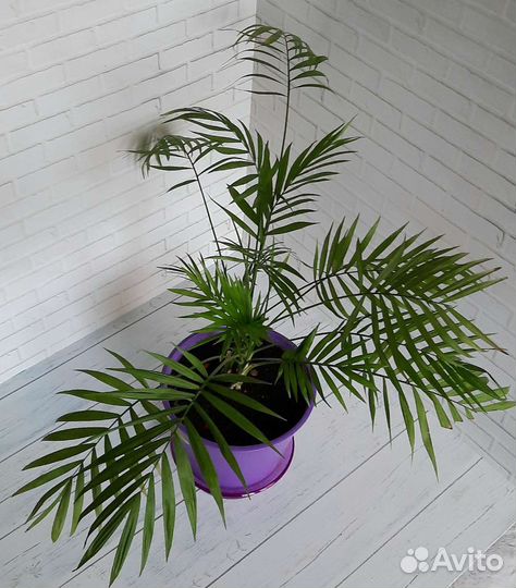 Хамедорея элеганс