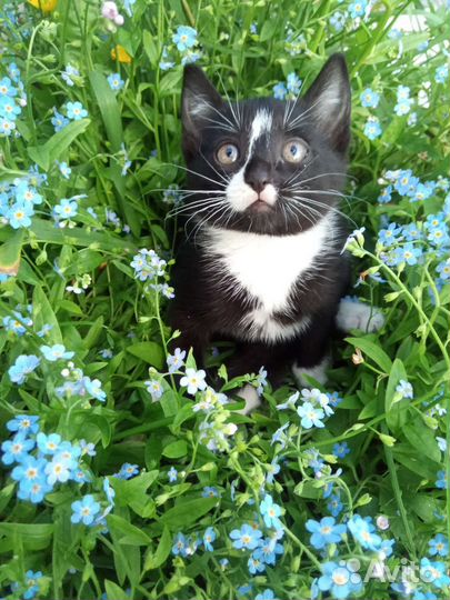 Котята в добрые руки бесплатно Архангельск