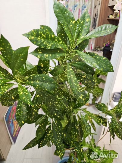 Кротон 120 см