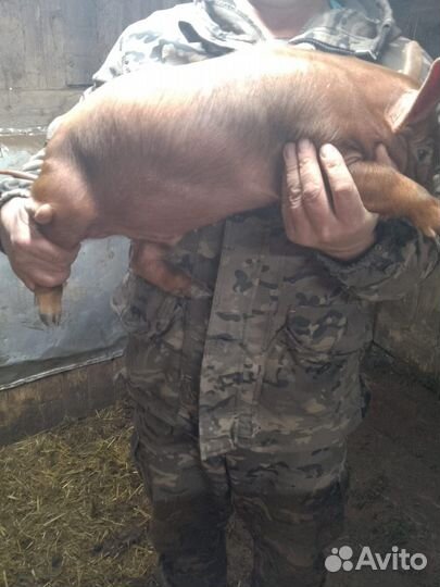 Поросята дюрок