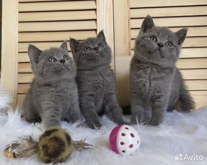 Британские котята ласковые и послушные