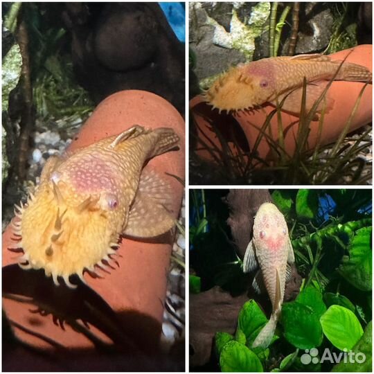 Жёлтый или Золотой Анциструс