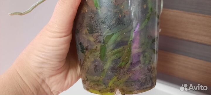 Орхидея фаленопсис Гранберри Чача