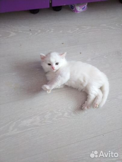 Британские котята в добрые руки