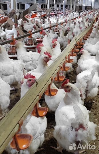 Куры бройлер Росс-308 маточное стадо
