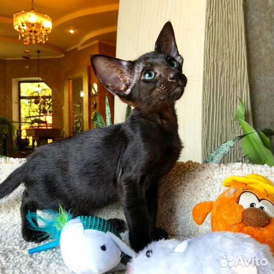 Ориентальные прекрасные