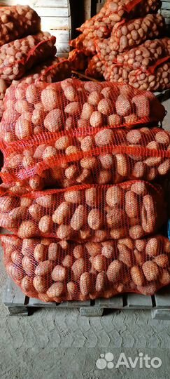 Продам картофель оптом