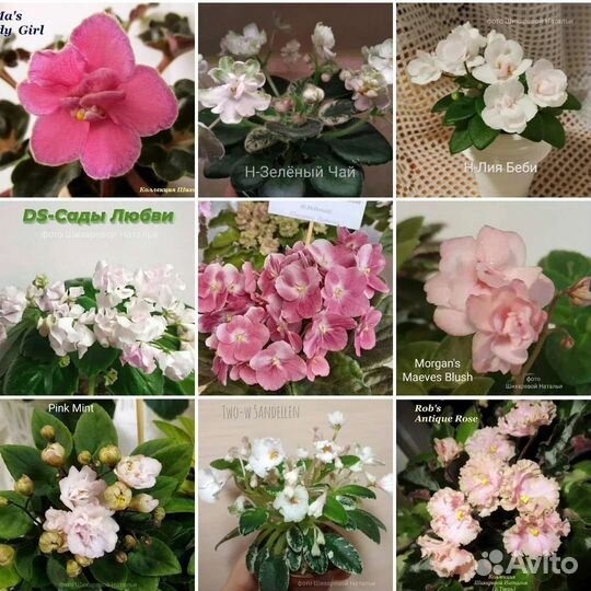 Полумини, сортовые фиалки