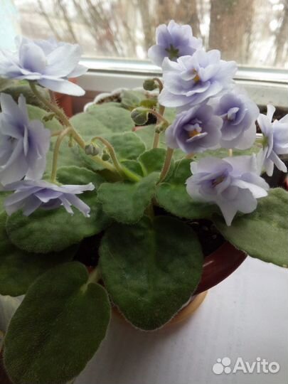 Продаю листочки фиалок