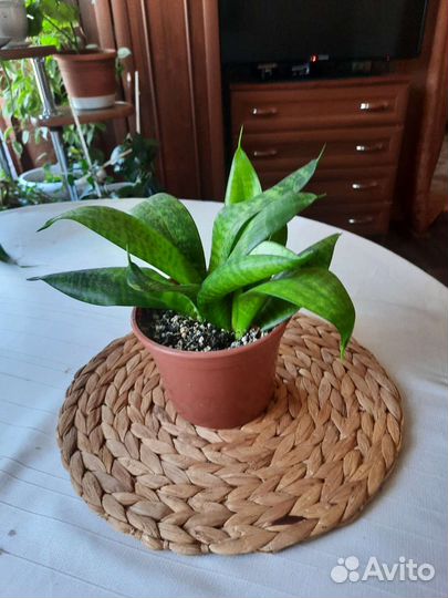 Сансивиерия