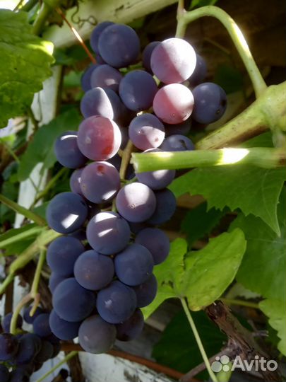 Саженцы винограда