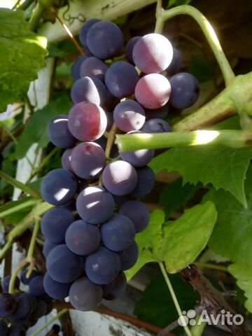 Саженцы винограда