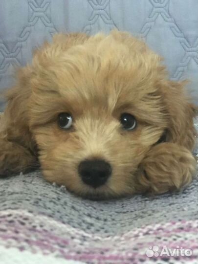 Мальтипу F1 девочка и мальчик