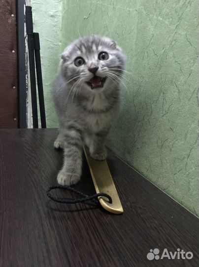 Вислоухий котик