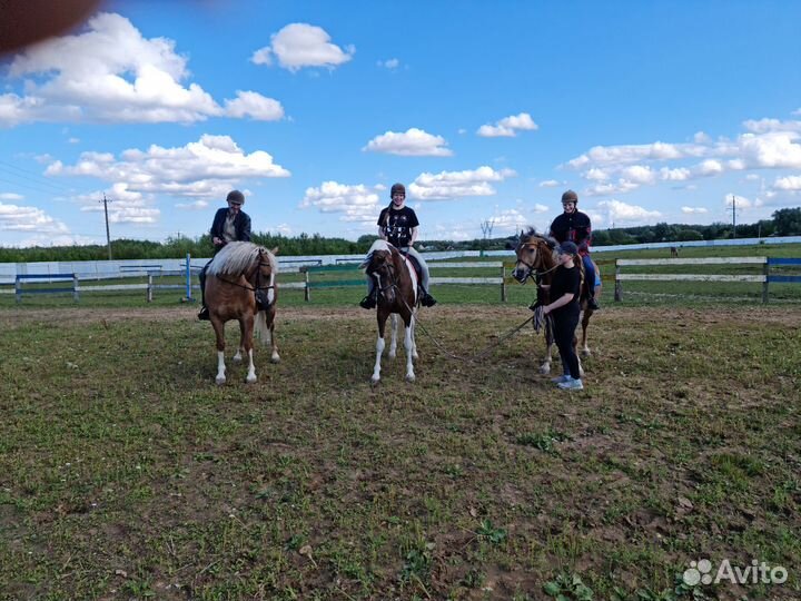 Постой лошадей, большой манеж, выпас новая конюшня