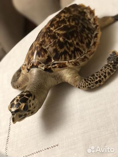 Чучело морской черепахи Карибский бассейн