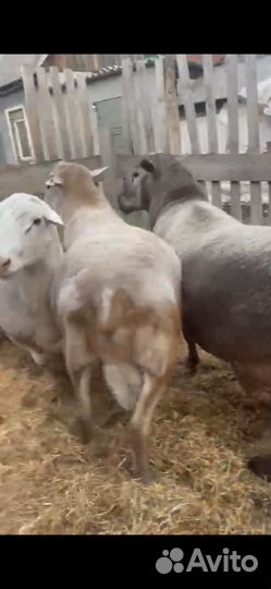 Овцы бараны ягнята козлята Катумские Дорпер Камори