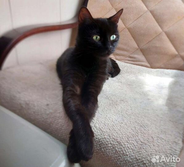 Молодая зеленоглазая кошечка в добрые руки