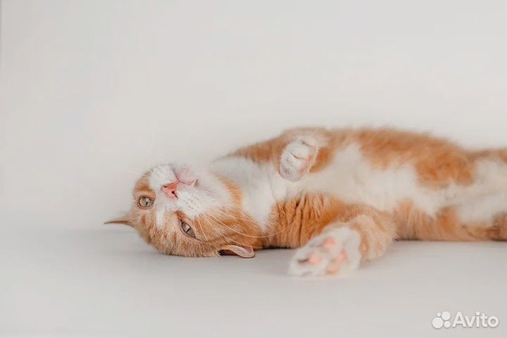 Рыжее счастье в поисках дома