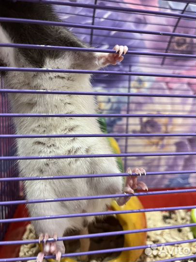 Крыса домашняя