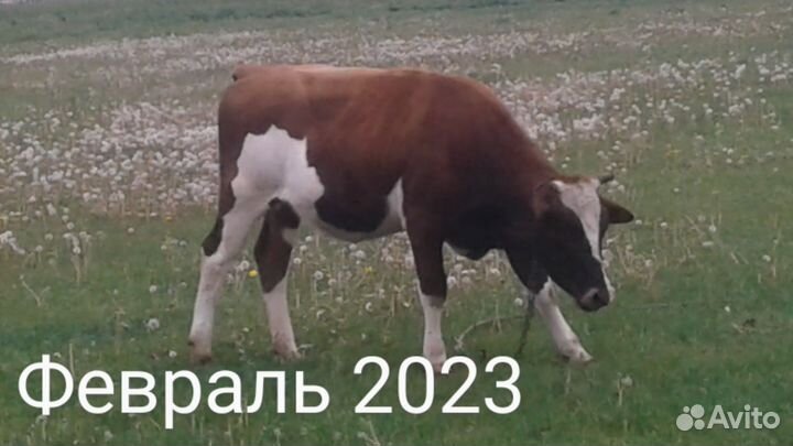 Телята Тёлочки