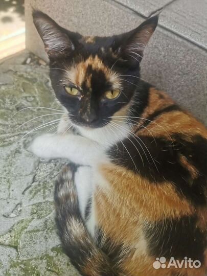 Кошка в дар