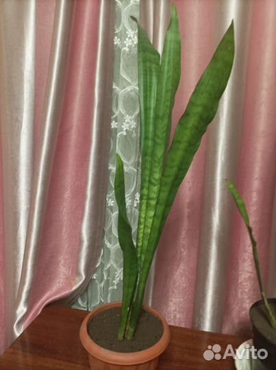 Сансевиерия