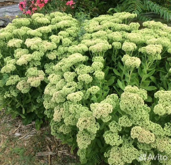 Многолетники неприхотливые