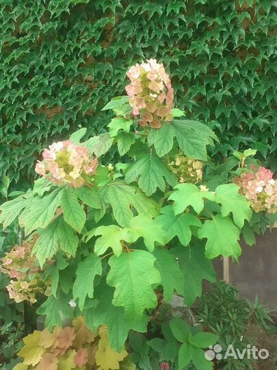 Горт.френч болеро,сбежавшая невеста