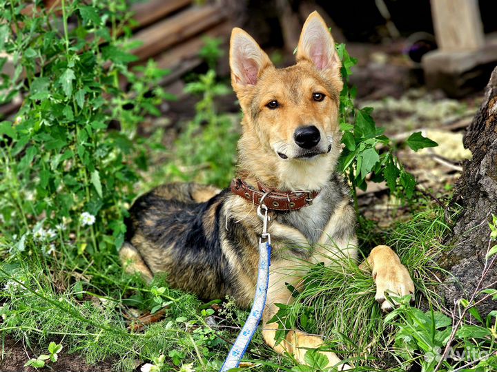 Отличный пёс Томми, высокий. Приучен к выгулу