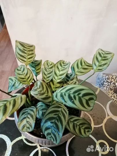 Калатея-макояна