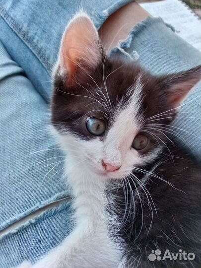 Кошка- мышеловка в добрые руки